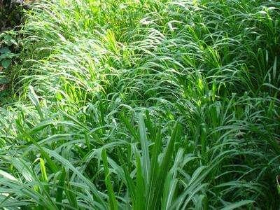 優質的牧草——蘇丹草，怎么種植可以高產