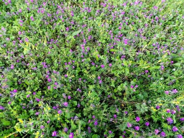 正確的種植沙打旺，需要注意的地方有哪些