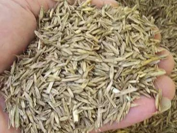 一年生黑麥草特高栽培技術(shù)與收割利用