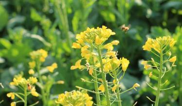 馬上進入秋播季應該如何挑選油菜籽？