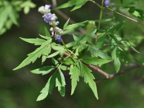 如何提高荊條的種植效益？有什么需要注意的？