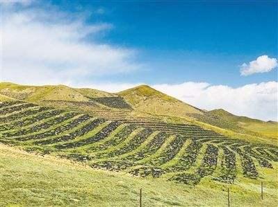 想要披堿草種子的發芽率高，有什么好的方法？