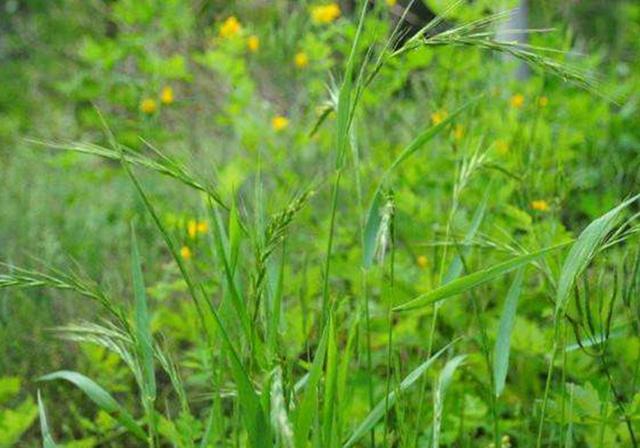 耐活堿草農作物，要知道它的生物特性，種植起來很簡單
