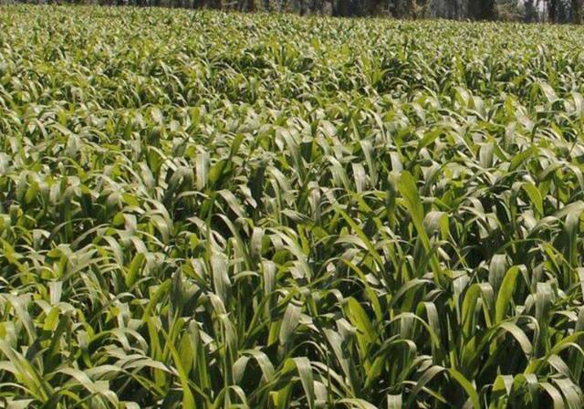 甜高粱栽培，田間管理方法有哪些