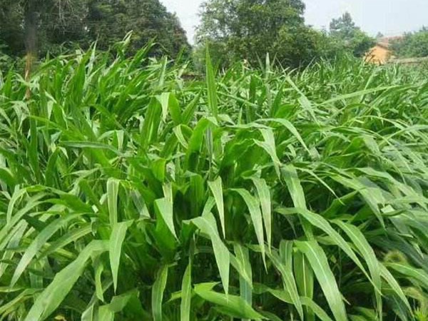 墨西哥玉米草---高產(chǎn)牧草種子