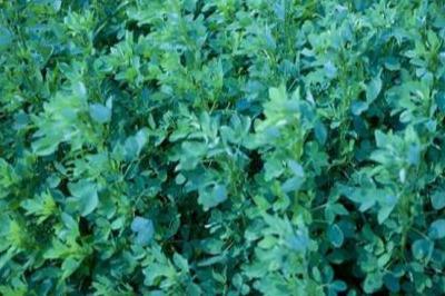 草木犀種植方法及特點介紹，什么時候種植比較好