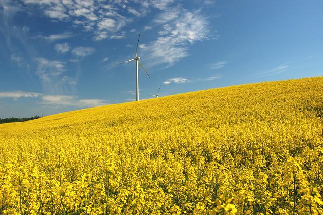 油菜籽的種植方法有哪些，有什么需要注意的？
