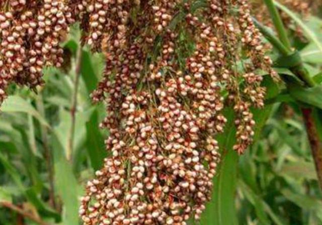 甜高梁種植技巧是什么，如何產(chǎn)量高