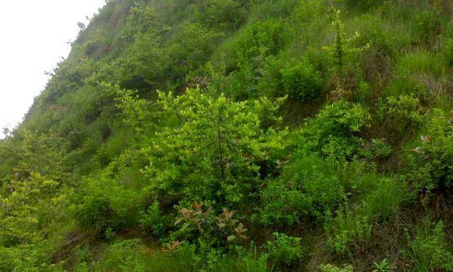 豬屎豆種植技術說明，什么時候種植最佳？