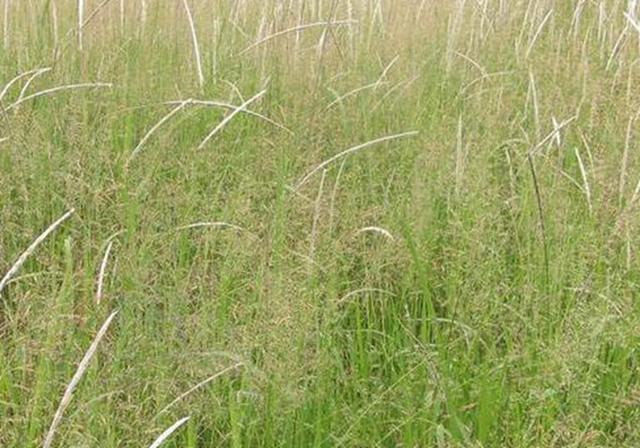 耐活堿草農作物，要知道它的生物特性，種植起來很簡單