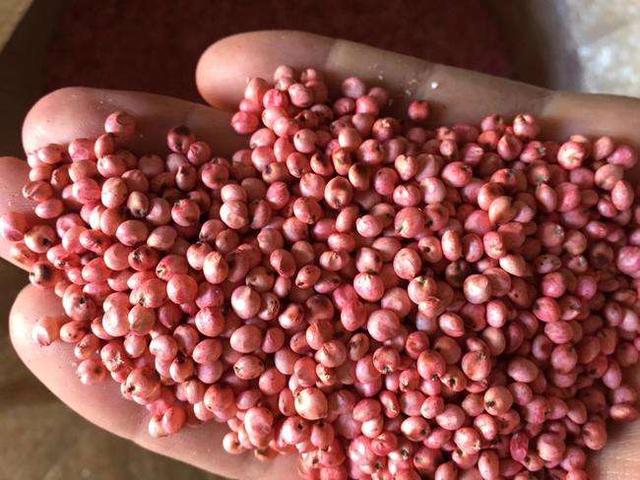 高丹草是優質的牧草，哪里有多年生的高丹草種子