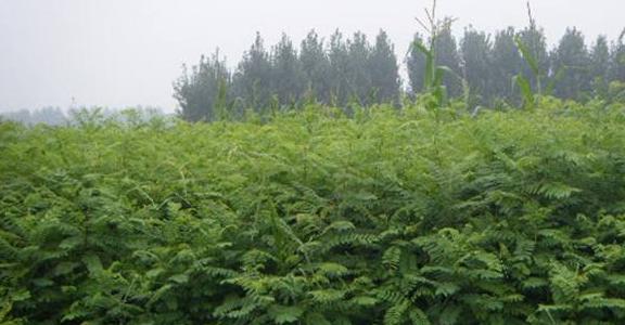 常見綠化護坡品種——紫穗槐經濟價值 常見綠化護坡品種——紫穗槐經濟價值