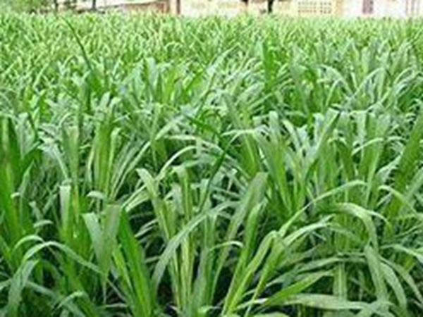 牧草要怎么種植比較好,有什么好的方法? 牧草要怎么種植比較好,有什么好的方法?