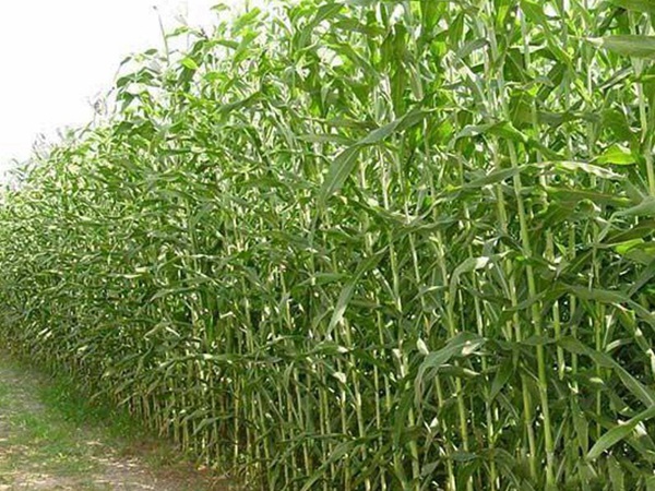 甜高粱的種植方法有哪些，你了解多少?