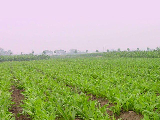 魯梅克斯的前景應用,主要特點是什么? 魯梅克斯的前景應用,主要特點是什么?