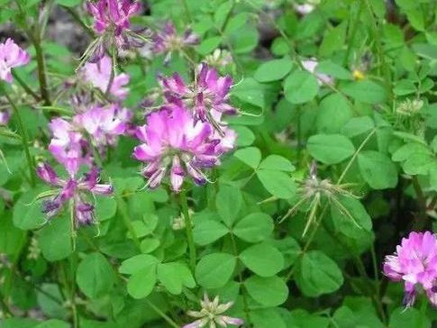 看著很好看的紫云英,紫云英基本介紹 看著很好看的紫云英,紫云英基本介紹