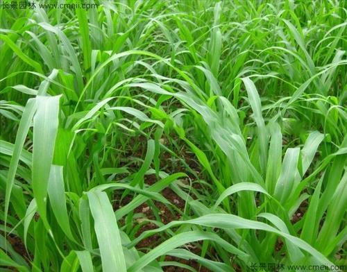 高粱與蘇丹草的結(jié)合,高丹草的優(yōu)勢(shì)有哪些 高粱與蘇丹草的結(jié)合,高丹草的優(yōu)勢(shì)有哪些