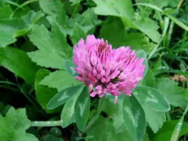 十種優(yōu)質牧草及其栽培技術與方法