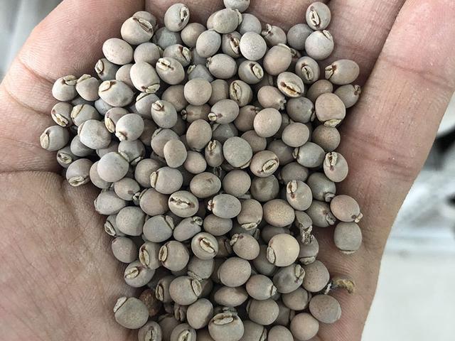 木豆種植技術介紹以及管理方法 木豆種植技術介紹以及管理方法