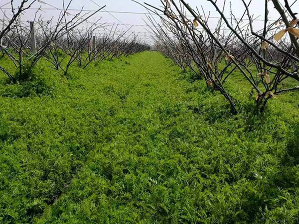 紫花苕種植技術與播種前處理方法 紫花苕種植技術與播種前處理方法