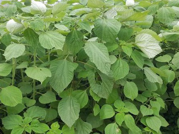 牧草養(yǎng)豬技術(shù)有什么需要注意的，牧草種植方法有哪些？