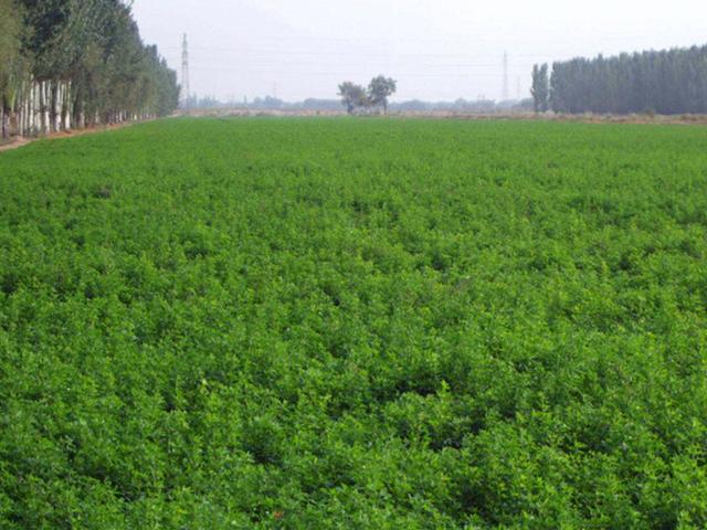 紫花苜蓿的種植技術介紹以及種植管理方法 紫花苜蓿的種植技術介紹以及種植管理方法