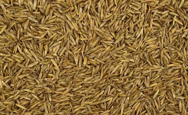 哪里有綠化草坪草種賣？去哪買比較好？