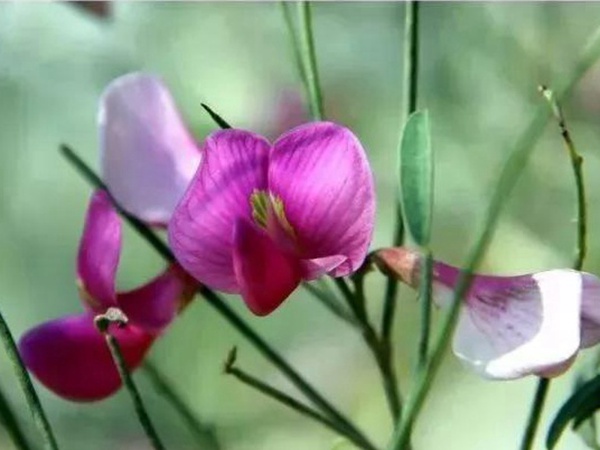 園林中發(fā)現(xiàn)美麗的你——花棒 園林中發(fā)現(xiàn)美麗的你——花棒