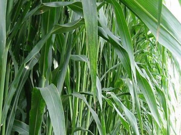 甜高粱的種植方法有哪些，你了解多少?
