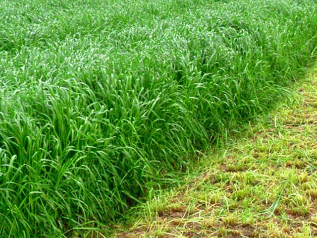 禽畜飼料的好選擇，多年生黑麥草種植方式是什么