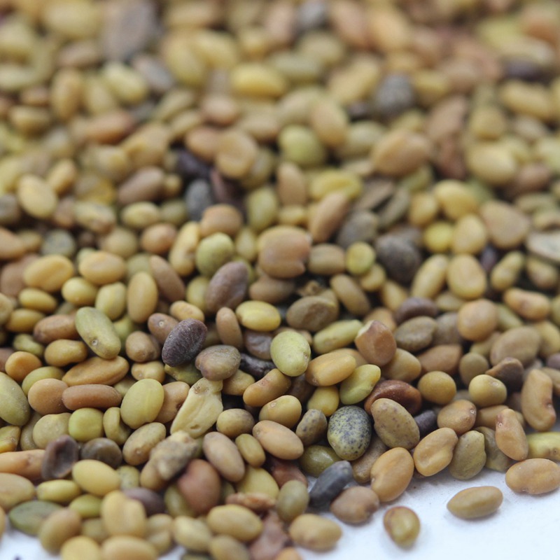 草木樨的種植技術及栽培方法