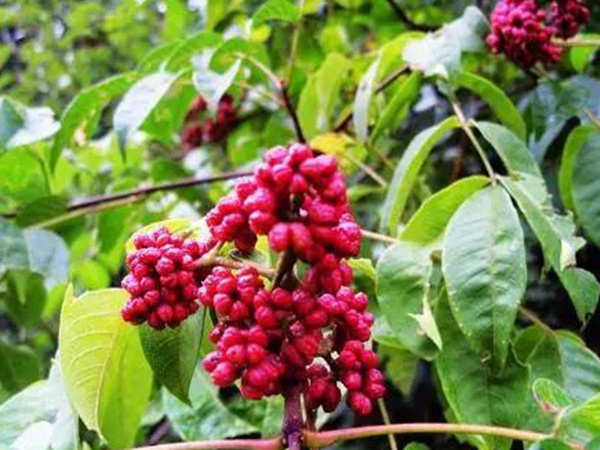 鹽膚木的種植栽培技術以及田間管理方法 鹽膚木的種植栽培技術以及田間管理方法