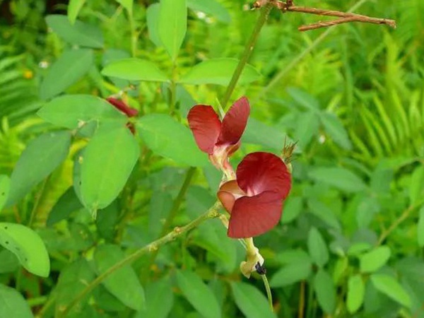 豆科植物——大翼豆栽培管理以及價(jià)值與利用