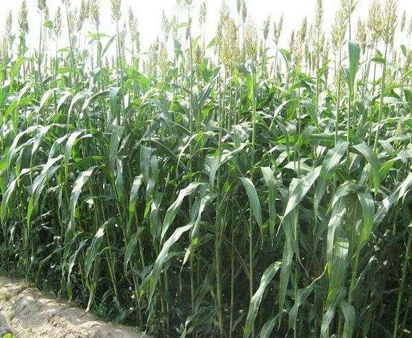 這么優質的高丹草牧草，怎么種植比較好？