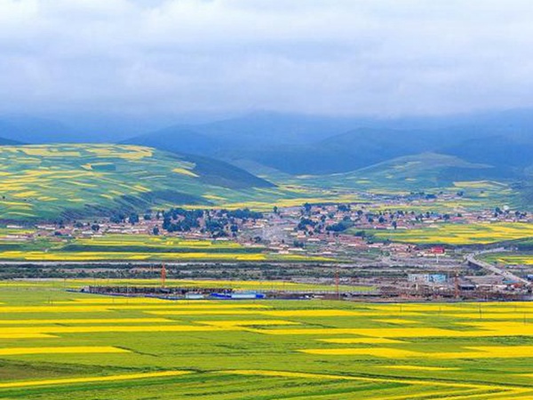 油菜種子品種繁多,去哪可以買到質量好的種子? 油菜種子品種繁多,去哪可以買到質量好的種子?