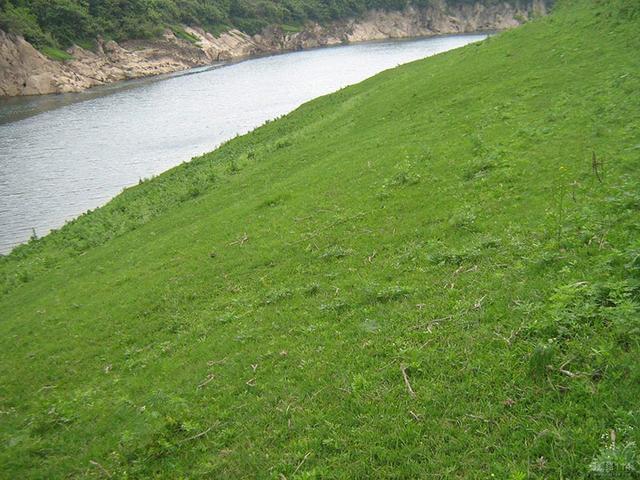 生命力頑強、耐踐踏又美觀的狗牙根草坪