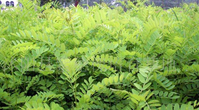 常見綠化護坡品種——紫穗槐經濟價值 常見綠化護坡品種——紫穗槐經濟價值