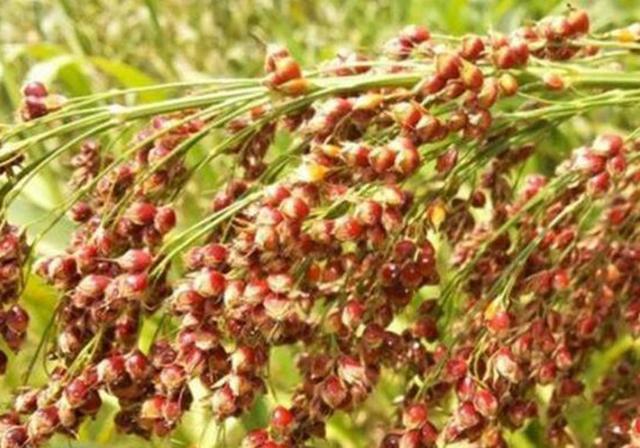 甜高粱栽培，田間管理方法有哪些