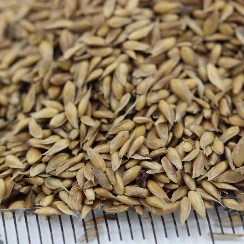 暖季型草坪種子—日本結(jié)縷草 暖季型草坪種子—日本結(jié)縷草