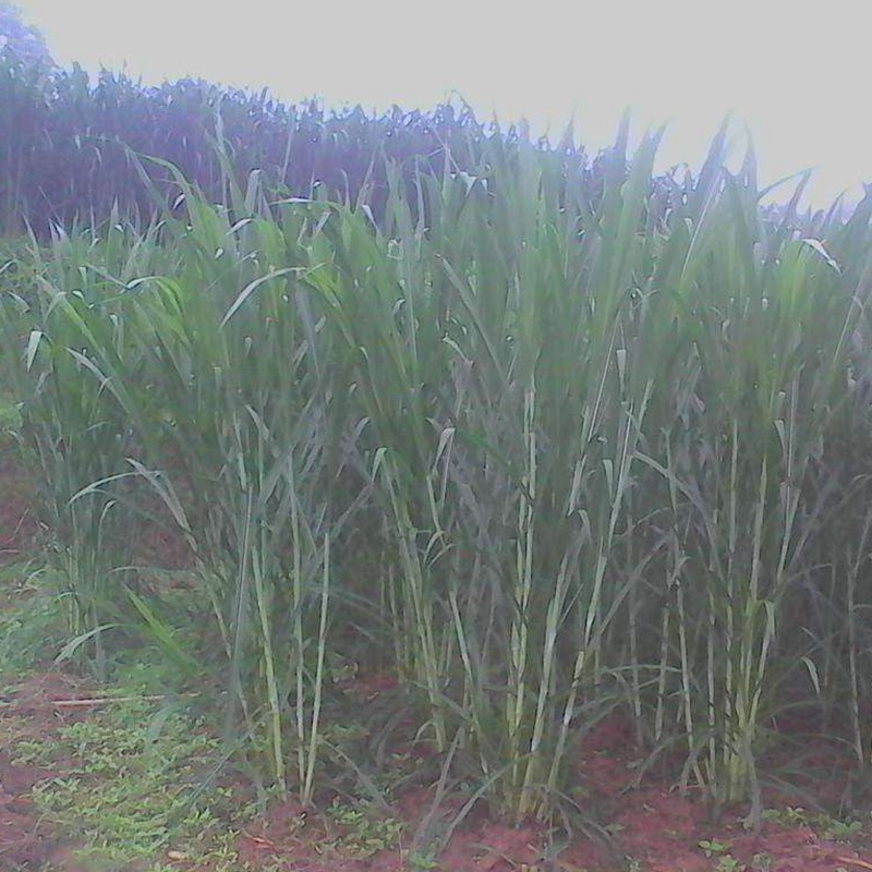 喂兔最佳牧草——甜象草簡單介紹 喂兔最佳牧草——甜象草簡單介紹