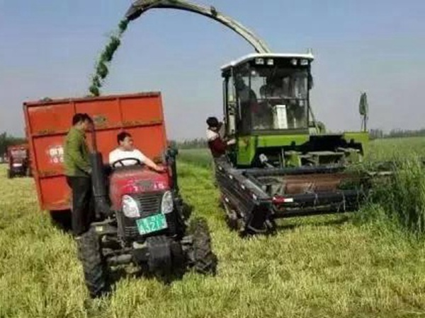 黑麥草種子—冬牧70牧草種子管理方法