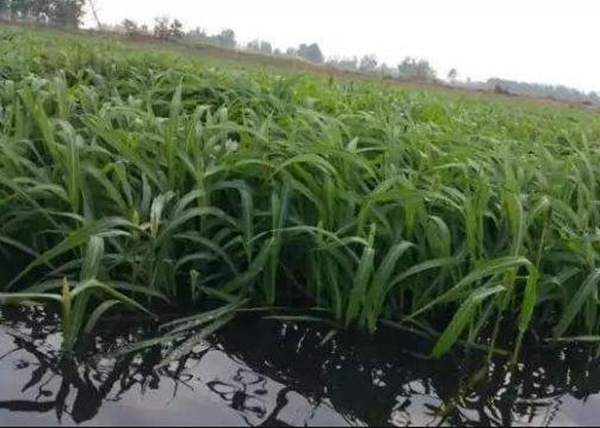 小龍蝦塘種植小米草的優點和種植方法