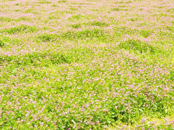 紫云英種植方法是什么?種植需要注意啥? 紫云英種植方法是什么?種植需要注意啥?