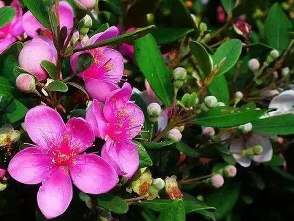 桃金娘的鑒賞與栽培養(yǎng)護(hù) 桃金娘的鑒賞與栽培養(yǎng)護(hù)