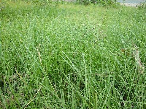 百喜草如何種植，種植方法是什么？