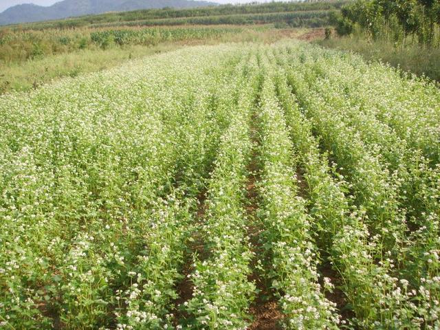 蕎麥的產地在哪?蕎麥的高產種植技術與方法 蕎麥的產地在哪?蕎麥的高產種植技術與方法