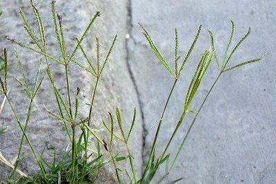 路邊最常見的雜草叫什么?狗牙根要這樣防治 路邊最常見的雜草叫什么?狗牙根要這樣防治