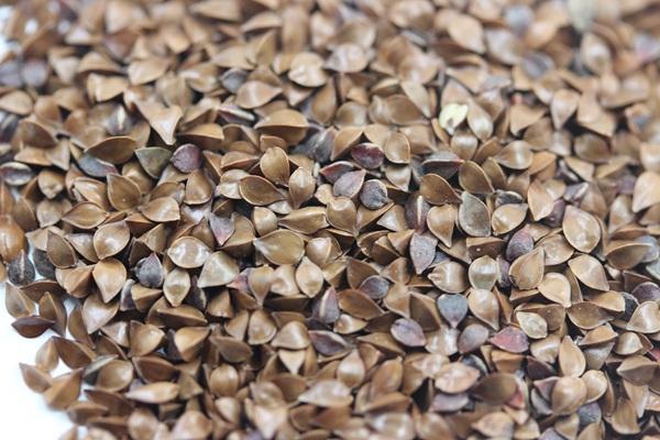 雜交育成的牧草種子，魯梅克斯種子的播種技術與方法