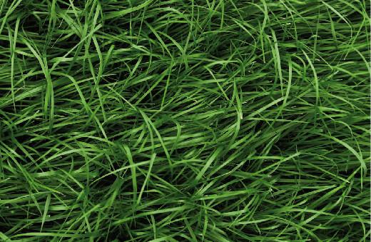 庭院草坪|院子里的天然草坪建植及養(yǎng)護(hù)方法