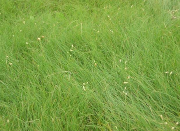 野牛草種植這幾個步驟一定要掌握好，種植就比較簡單